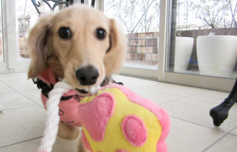 小型犬の写真