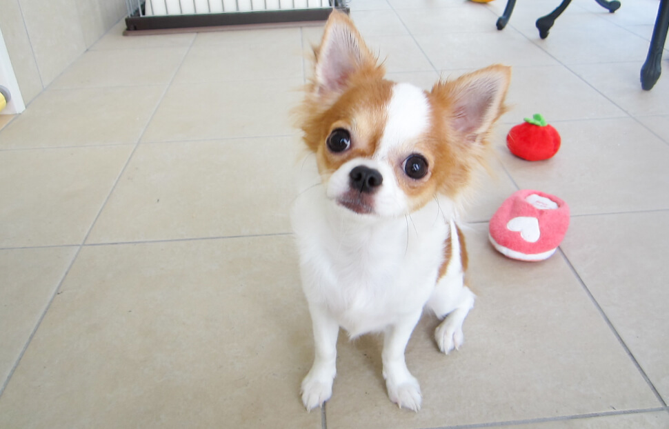 子犬の写真