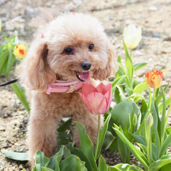 笑顔の犬